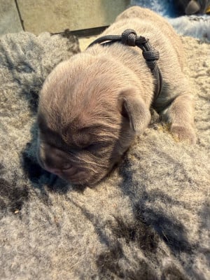 Les chiots de Cane Corso