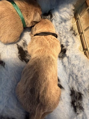 Les chiots de Cane Corso
