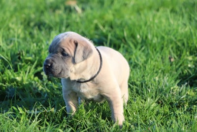 Les chiots de Cane Corso