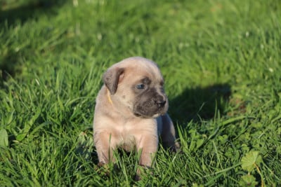 Les chiots de Cane Corso