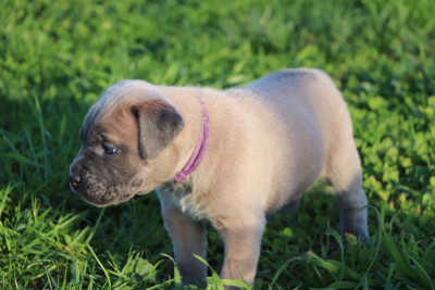 Les chiots de Cane Corso