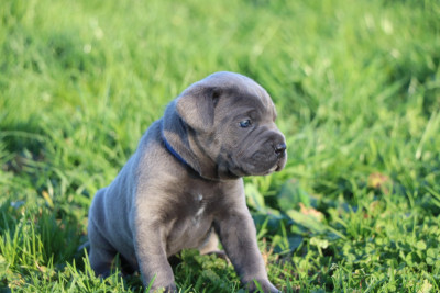 Les chiots de Cane Corso