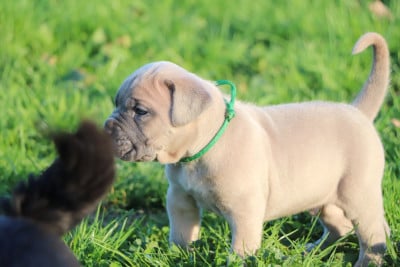 Les chiots de Cane Corso