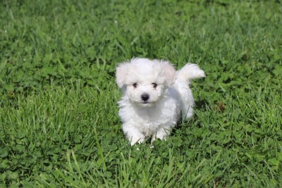 Les chiots de Bichon Frise