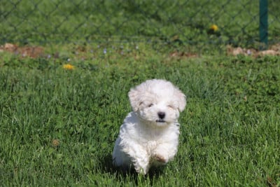 Les chiots de Bichon Frise
