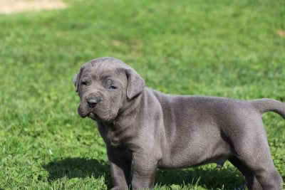 Les chiots de Cane Corso