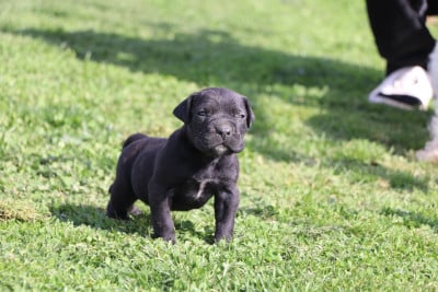 Les chiots de Cane Corso