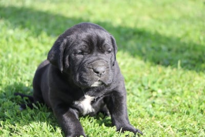 Les chiots de Cane Corso