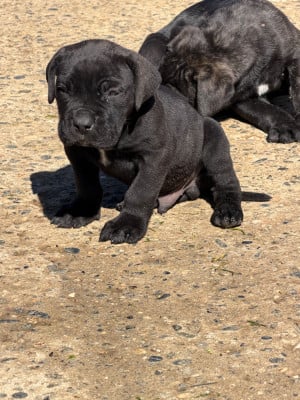 Les chiots de Cane Corso