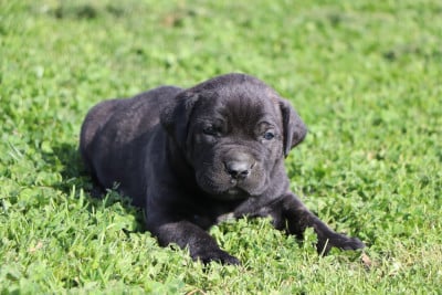Les chiots de Cane Corso