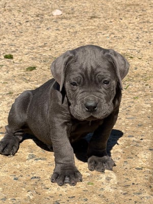 Les chiots de Cane Corso