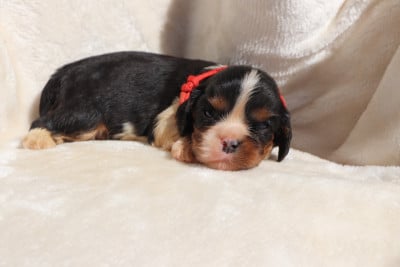 Les chiots de Cavalier King Charles Spaniel