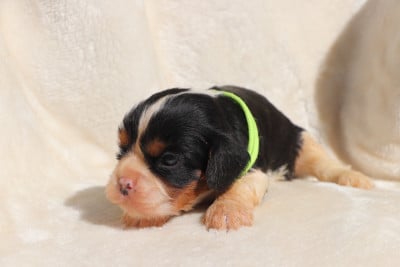 Les chiots de Cavalier King Charles Spaniel