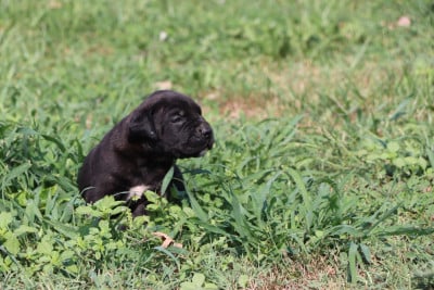 Chiot N°5 - Cane Corso