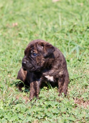 Chiot N°7 - Cane Corso