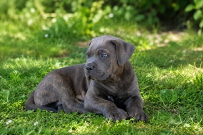 Les chiots de Cane Corso