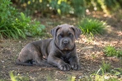 Les chiots de Cane Corso