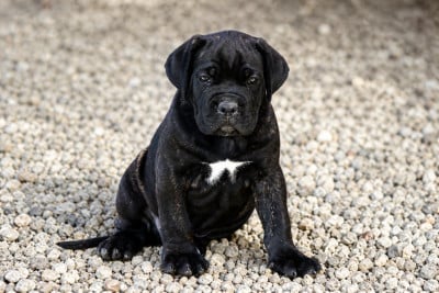 Les chiots de Cane Corso