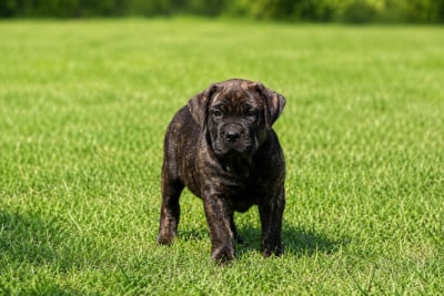 Les chiots de Cane Corso