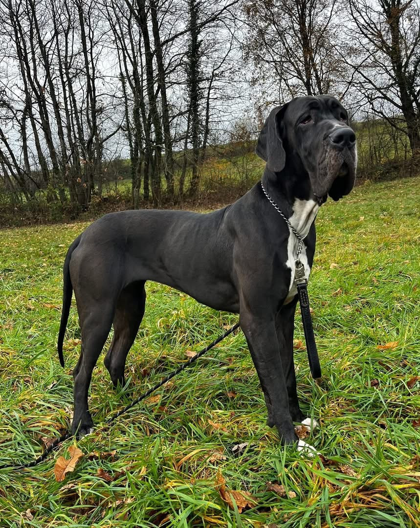 vaïna Du Royaume D'Apollon