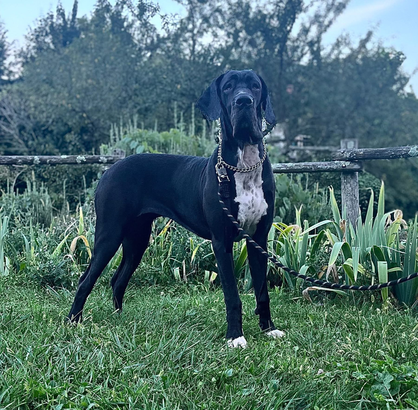 vaïna Du Royaume D'Apollon