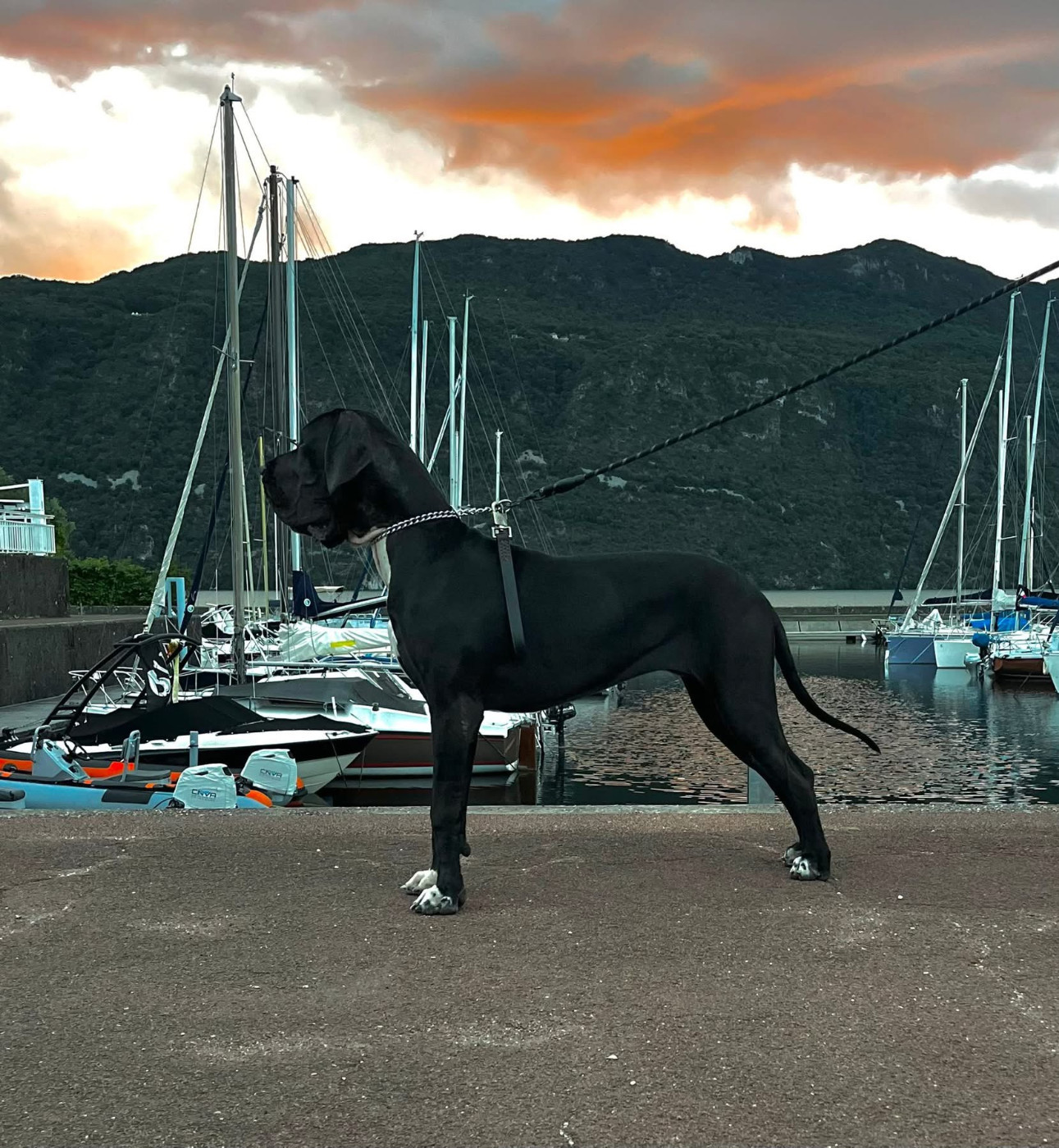 vaïna Du Royaume D'Apollon