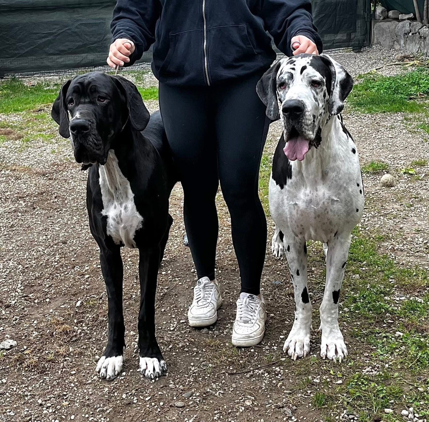 vaïna Du Royaume D'Apollon