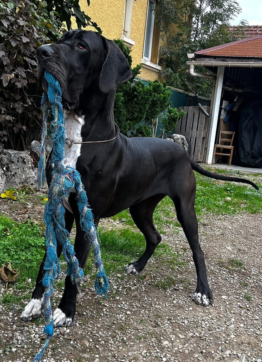 vaïna Du Royaume D'Apollon