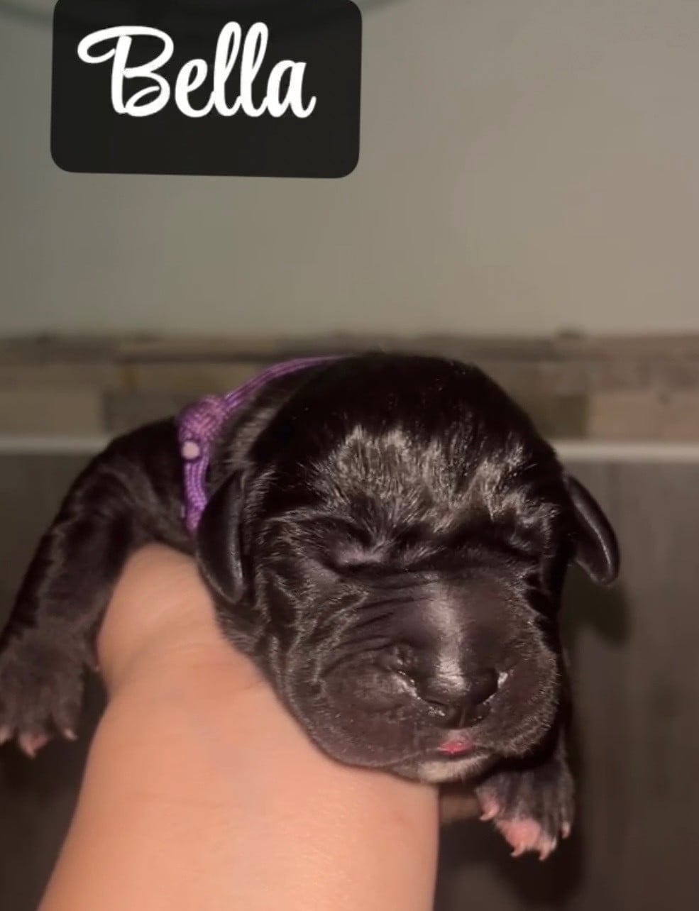 Bella