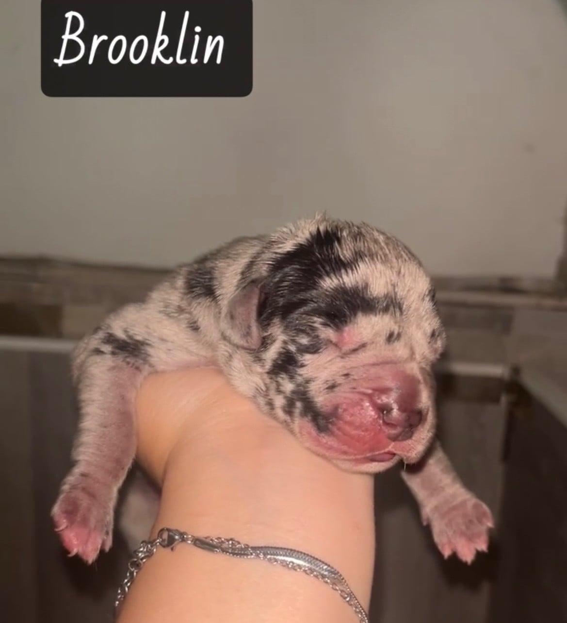 brooklin