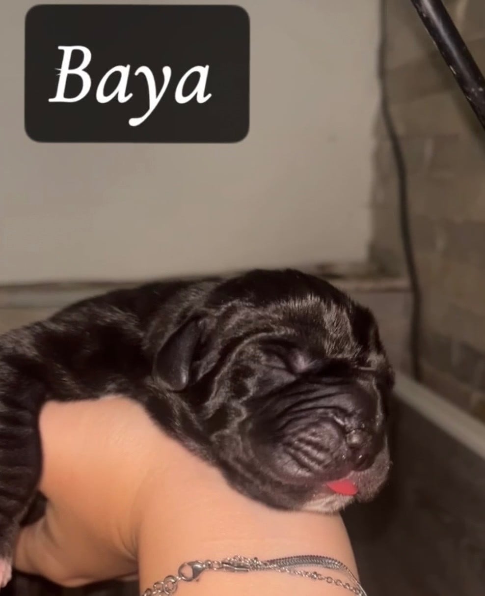 baya