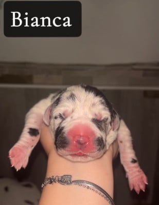 Les chiots de Dogue allemand