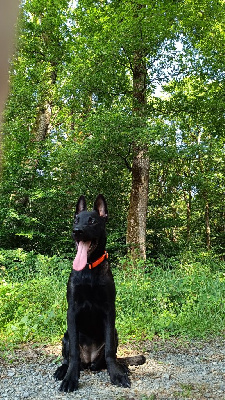 Étalon Berger hollandais - Athena Du blason à croix d'argent