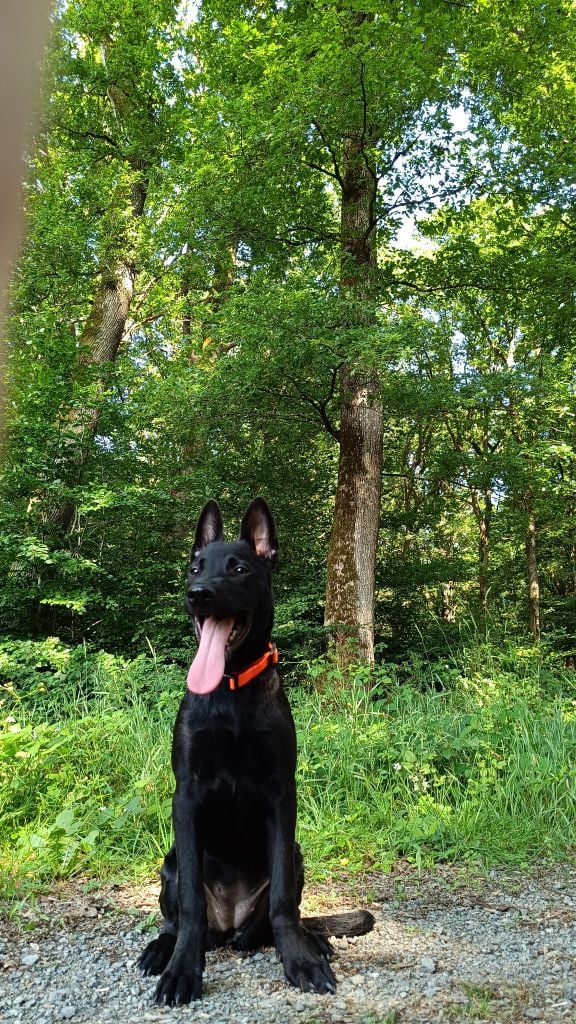 Athena Du blason à croix d'argent