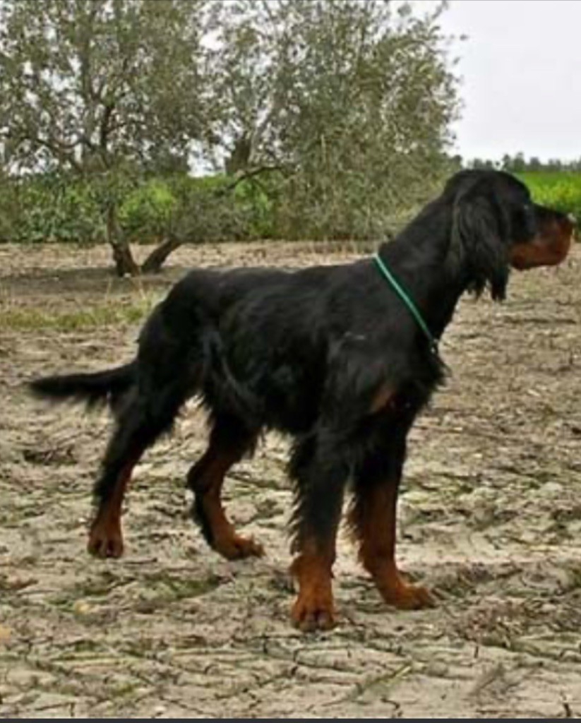 Syrene Du Haut Kervrahu