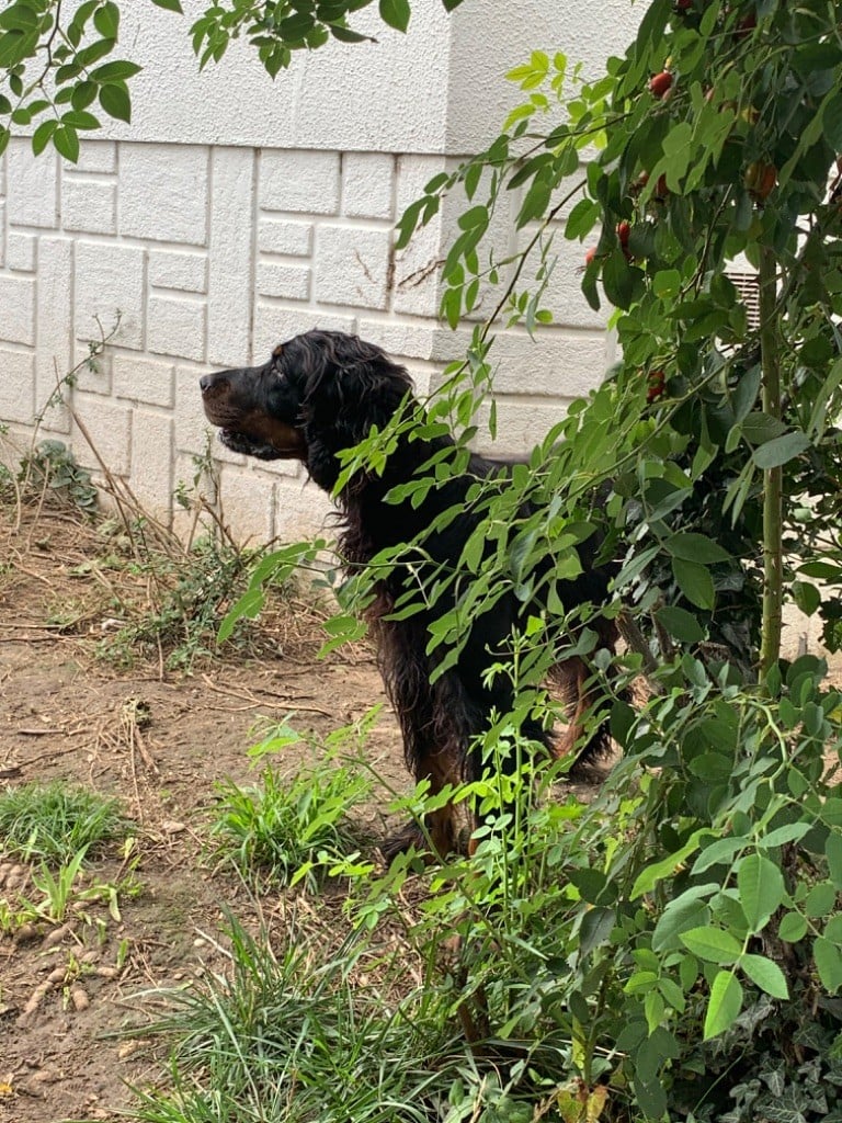 Roscoff Des Hauts De Taulisse