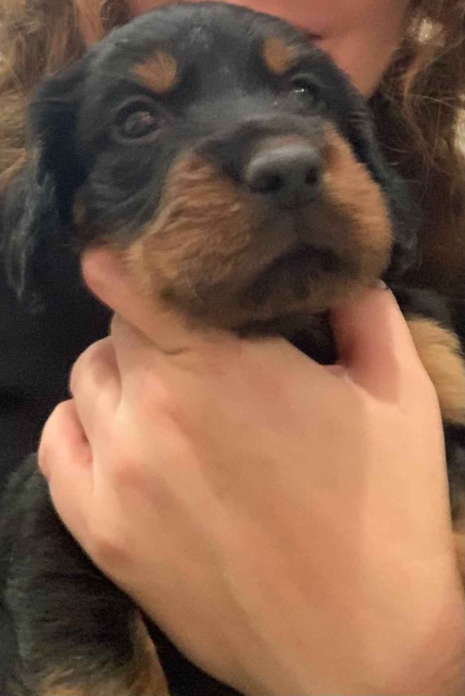 Collier mauve (grande femelle)