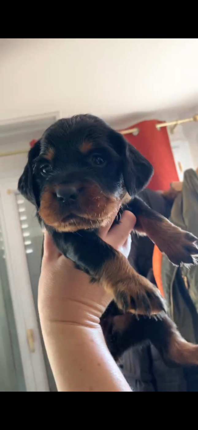 Setter Gordon - Du Hameau De La Ferté