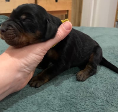 Les chiots de Setter Gordon