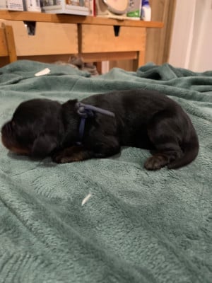 Les chiots de Setter Gordon