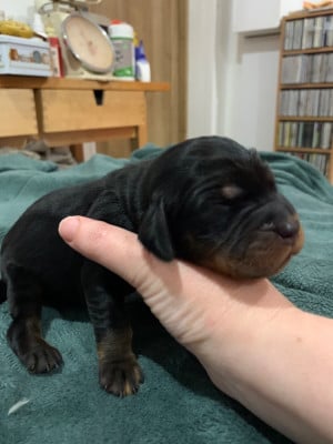 Les chiots de Setter Gordon