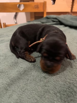 Les chiots de Setter Gordon
