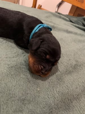 Les chiots de Setter Gordon