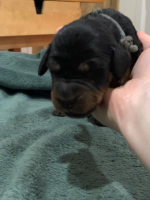 Les chiots de Setter Gordon