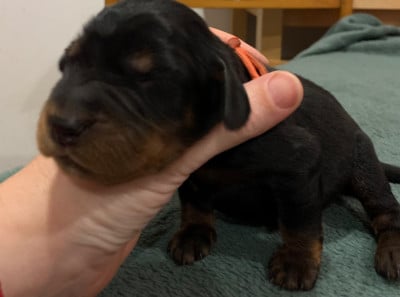 Les chiots de Setter Gordon