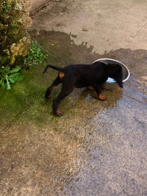 Les chiots de Setter Gordon