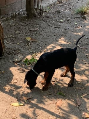 Les chiots de Setter Gordon