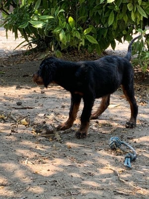 Les chiots de Setter Gordon