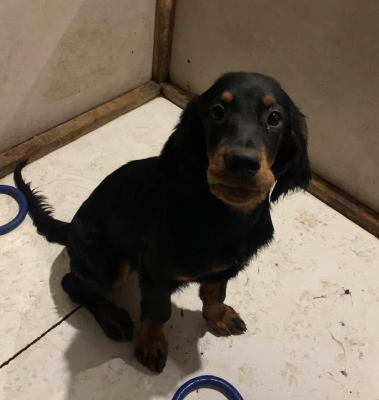 Les chiots de Setter Gordon