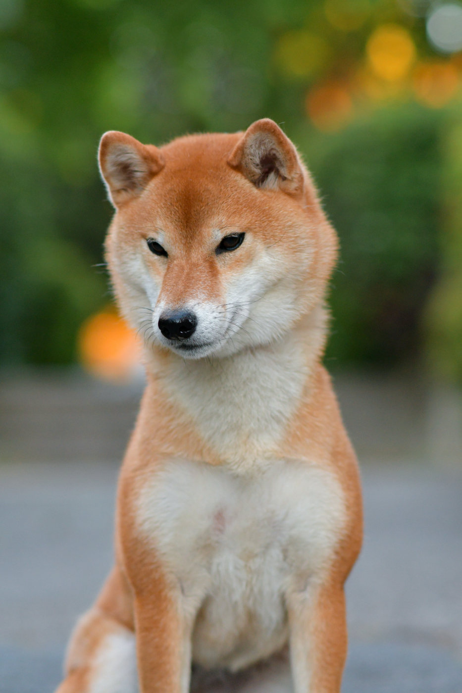 CH. berkana pride Rika